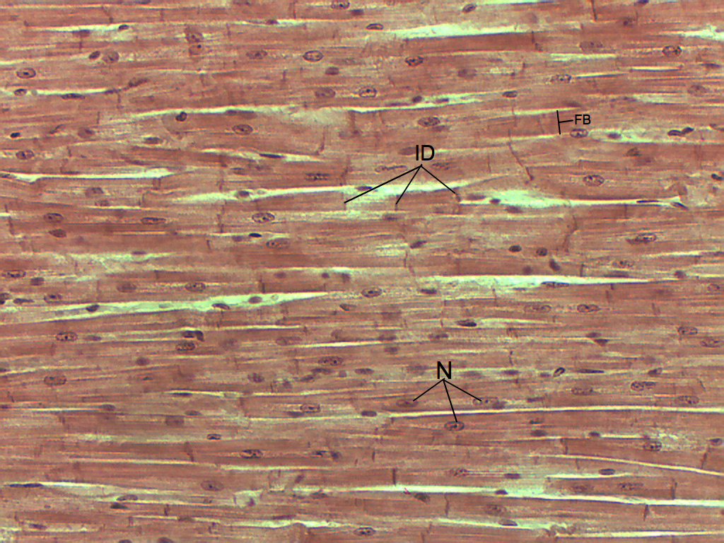 Lab 4 Muscle And Nervous Tissue Histology